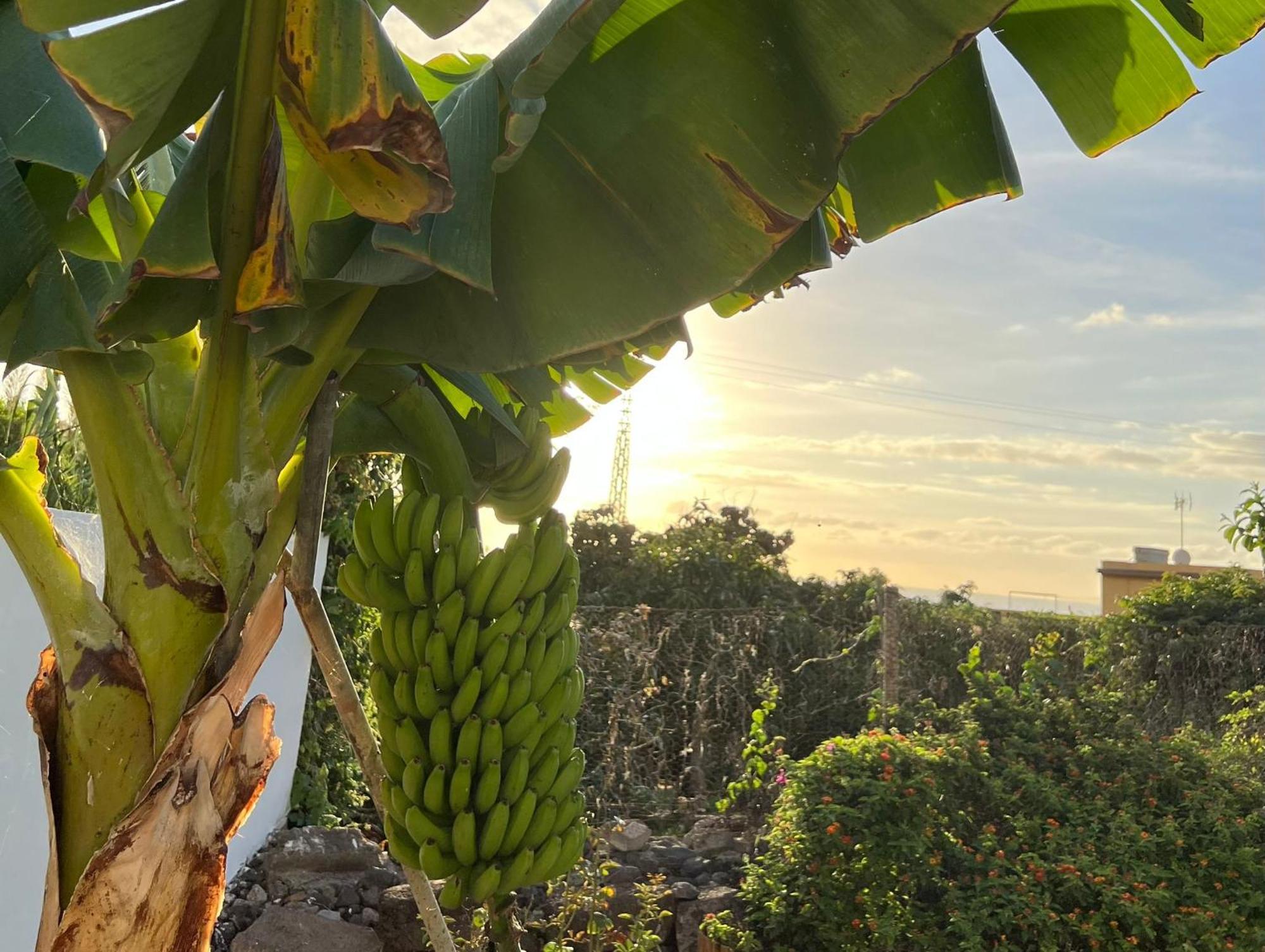 הוילה פונטה דל הידלגו Un Paraiso En Tenerife מראה חיצוני תמונה